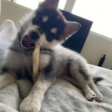 Meet our lovely Siberian Husky Puppies for sale ( williamharvey448@gmail.com ) Image eClassifieds4u 2