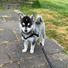 Meet our lovely Siberian Husky Puppies for sale ( williamharvey448@gmail.com ) Image eClassifieds4u 3