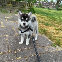 Meet our lovely Siberian Husky Puppies for sale ( williamharvey448@gmail.com ) Image eClassifieds4u 4