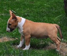 Miniature Bull Terrier Puppies Available williamharvey448@gmail.com Image eClassifieds4u 3