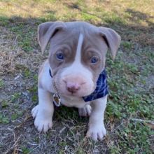 Pitbull Puppies Available for sale williamharvey448@gmail.com Image eClassifieds4u 2