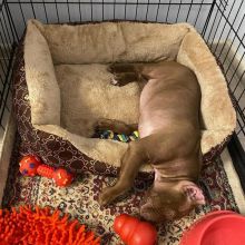 Pitbull Puppies Available for sale williamharvey448@gmail.com Image eClassifieds4u 4