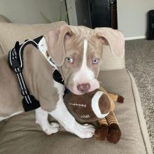 Pitbull Puppies Available williamharvey448@gmail.com Image eClassifieds4u 2