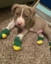 Pitbull Puppies Available williamharvey448@gmail.com Image eClassifieds4u 3