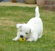 WEST HIGHLAND TERRIER PUPPIES Image eClassifieds4u 2