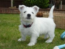 WEST HIGHLAND TERRIER PUPPIES Image eClassifieds4u 3