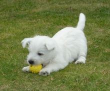 WEST HIGHLAND TERRIER PUPPIES Image eClassifieds4u 4