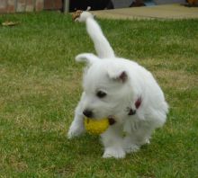 West highland Terrier puppies for sale williamharvey448@gmail.com Image eClassifieds4u 4