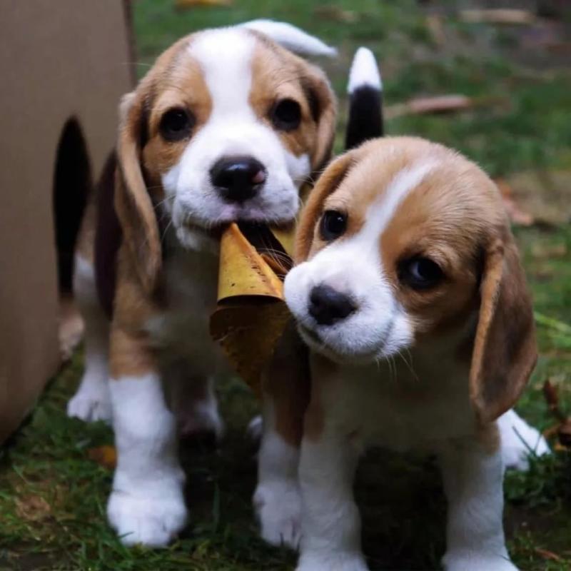 Male and female Beagle puppies for pet lovers.williamharvey448@gmail.com Image eClassifieds4u