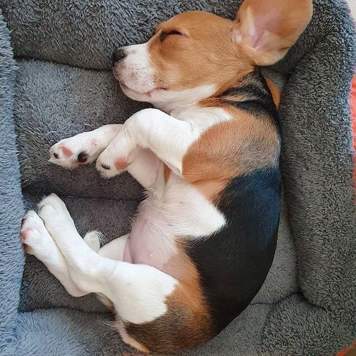 Male and female Beagle puppies for pet lovers.williamharvey448@gmail.com Image eClassifieds4u