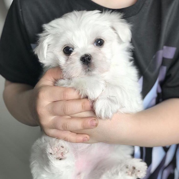 Male and Female Maltese puppies. williamharvey448@gmail.com Image eClassifieds4u