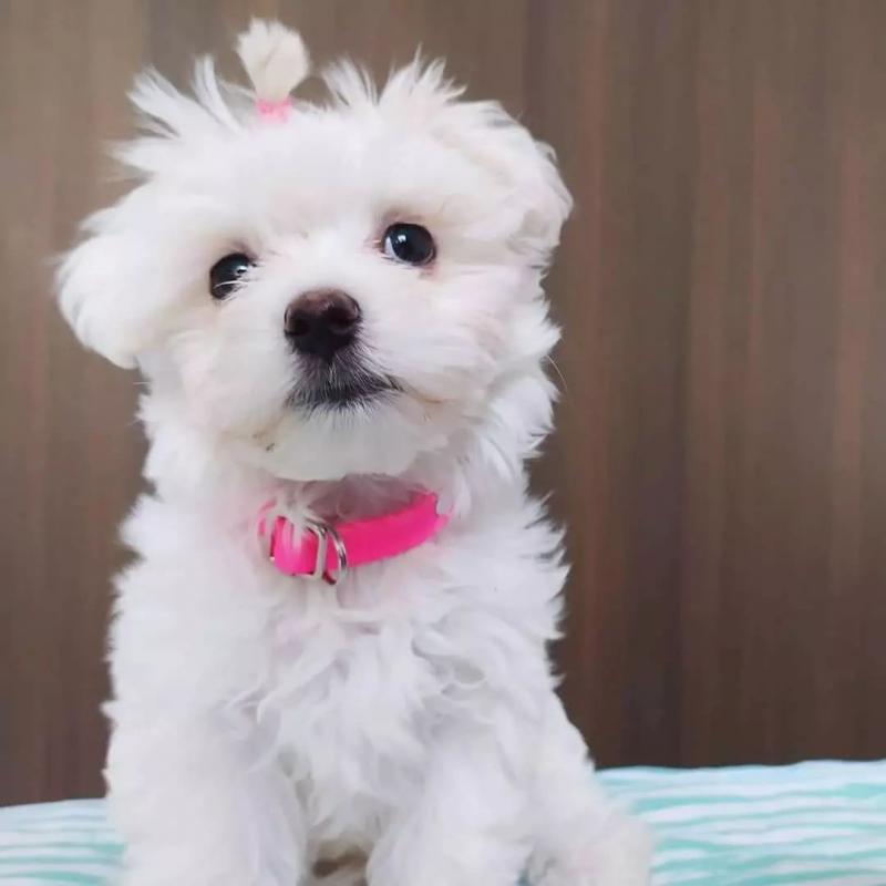 Male and Female Maltese puppies. williamharvey448@gmail.com Image eClassifieds4u