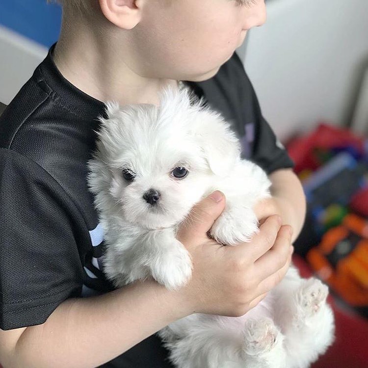 Male and Female Maltese puppies. williamharvey448@gmail.com Image eClassifieds4u