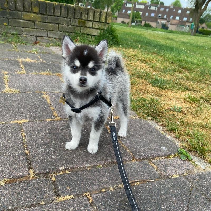 Meet our lovely Siberian Husky Puppies for sale ( williamharvey448@gmail.com ) Image eClassifieds4u