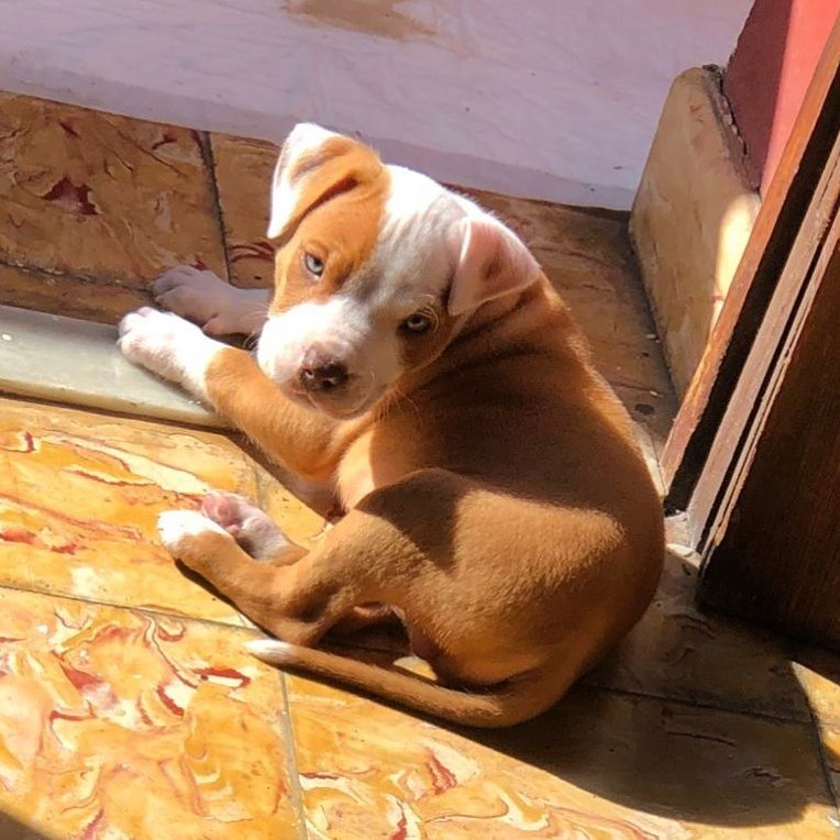 Pitbull Puppies Available for sale ( williamharvey448@gmail.com ) Image eClassifieds4u