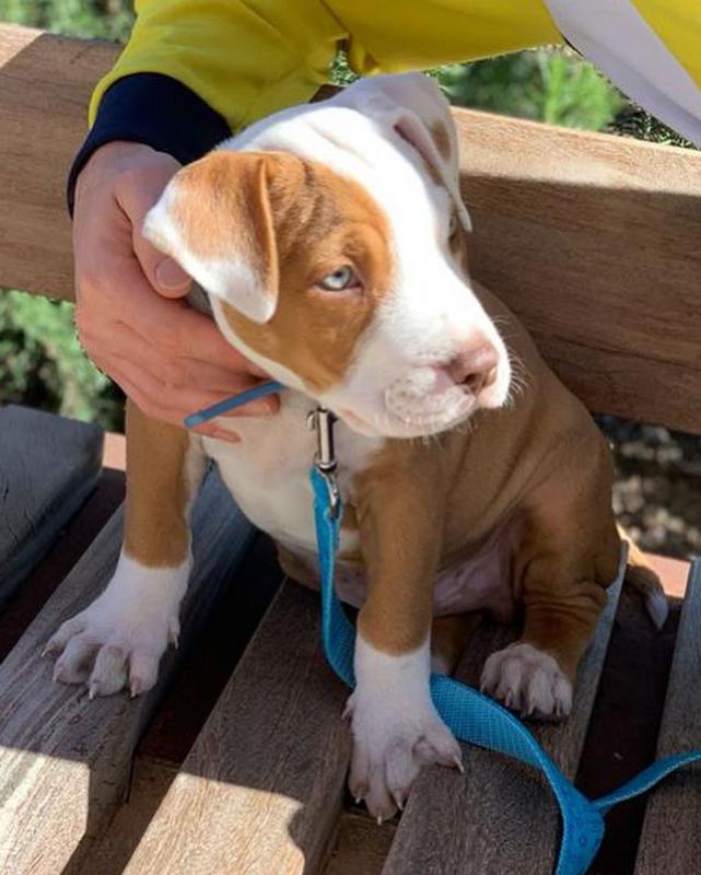 Pitbull Puppies Available for sale ( williamharvey448@gmail.com ) Image eClassifieds4u