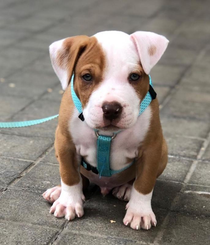 Pitbull Puppies Available for sale ( williamharvey448@gmail.com ) Image eClassifieds4u