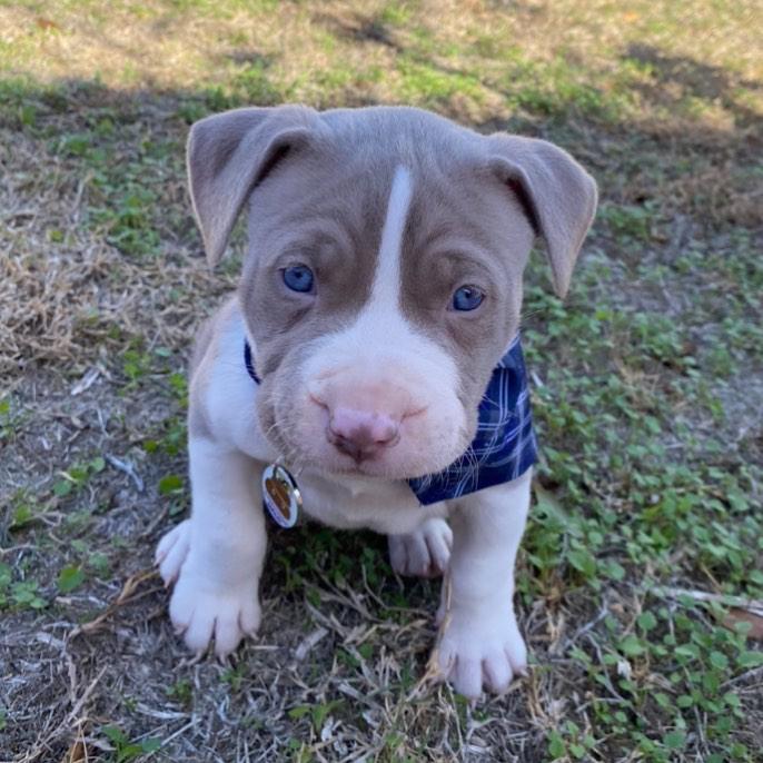 Pitbull Puppies Available for sale williamharvey448@gmail.com Image eClassifieds4u