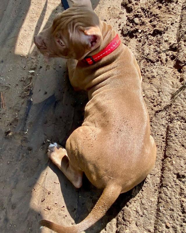 Pitbull Puppies Available williamharvey448@gmail.com Image eClassifieds4u