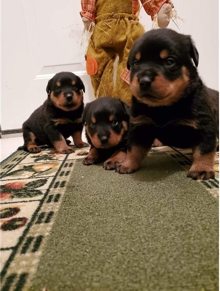 Rottweiler Puppies Available For Adoption Image eClassifieds4u