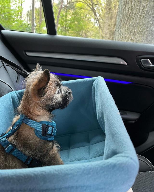 welsh terrier puppies, williamharvey448@gmail.com Image eClassifieds4u