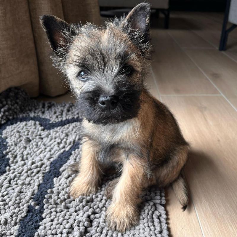 welsh terrier puppies, williamharvey448@gmail.com Image eClassifieds4u