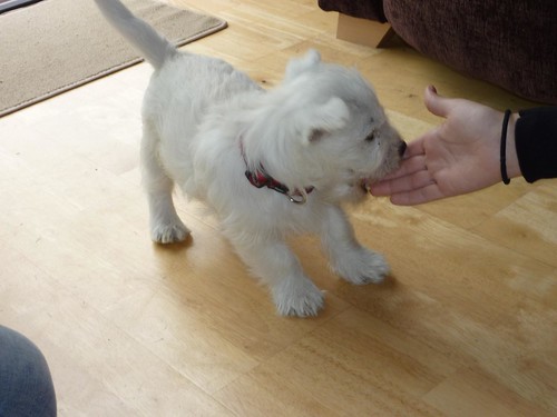 WEST HIGHLAND TERRIER PUPPIES Image eClassifieds4u