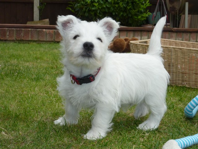 WEST HIGHLAND TERRIER PUPPIES Image eClassifieds4u