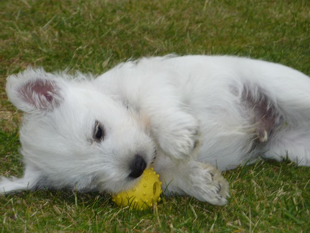 West highland Terrier puppies for sale williamharvey448@gmail.com Image eClassifieds4u