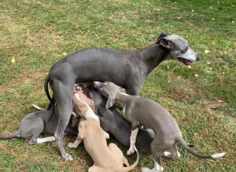 😍Italian Greyhound Puppies for adoption 🐶 Image eClassifieds4u