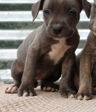 Best of American Bully puppies