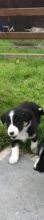 Border Collie Puppies for you