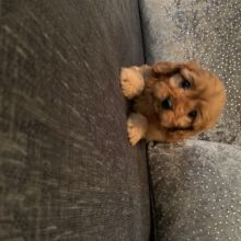 Cavapoo babies for rehoming near you