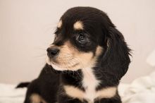 Female and male Dachshund puppies.