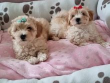MaltiPoo Puppies for adoption 😍🐶