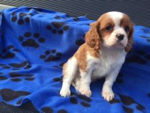 Purebred Cavalier King Charles Puppies (: