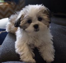 Shih Tzu puppies available now
