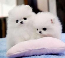 Tcup Pomeranian puppies for adoption