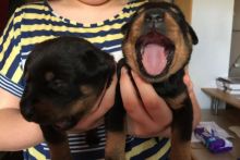 TWO BABY Rottweiler PUPPIES FOR ADOPTION