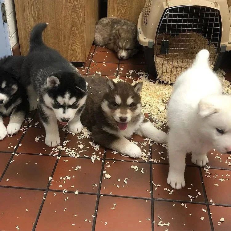 husky puppy for rehoming near you liloina22@gmail.com Image eClassifieds4u