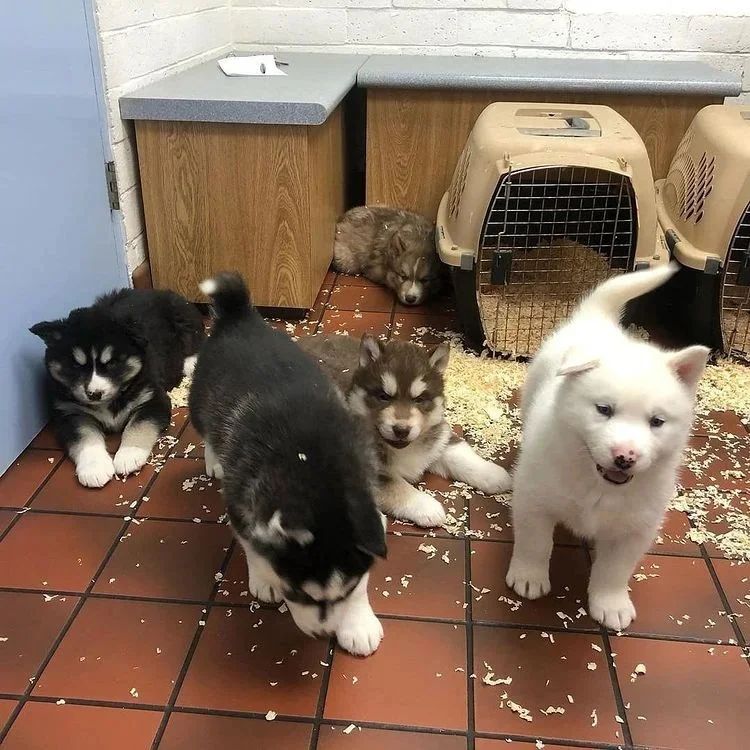 husky puppy for rehoming near you liloina22@gmail.com Image eClassifieds4u
