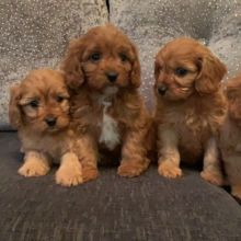 Cavapoo babies for rehoming near you Image eClassifieds4u 3