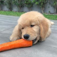 Golden retriever puppy for rehoming near you Image eClassifieds4u 2