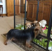 Morkie Puppies for adoption in Toronto Image eClassifieds4U