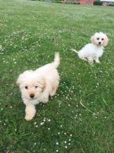 Pretty Cavapoo Puppies for adoption 😍 Image eClassifieds4U