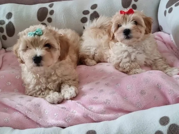 MaltiPoo Puppies for adoption 😍🐶 Image eClassifieds4u