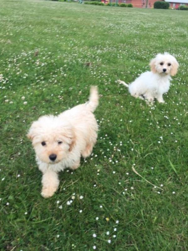 Pretty Cavapoo Puppies for adoption 😍 Image eClassifieds4u