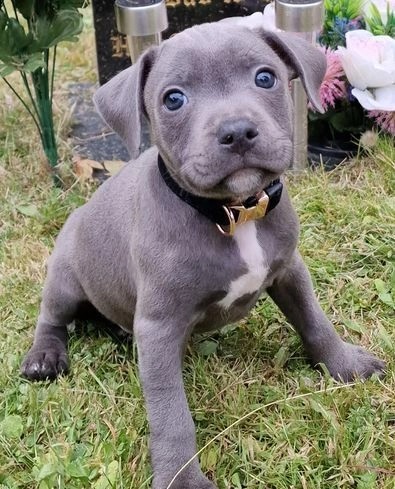 Staffordshire Bull Terrier Puppies Image eClassifieds4u