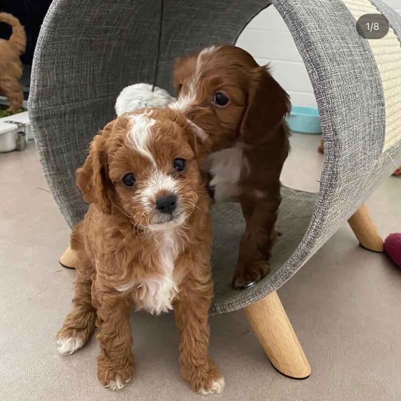 CKC Cavoodle Pups, 2 still available! Ready to go this week! Image eClassifieds4u