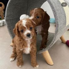 CKC Cavoodle Pups, 2 still available! Ready to go this week!